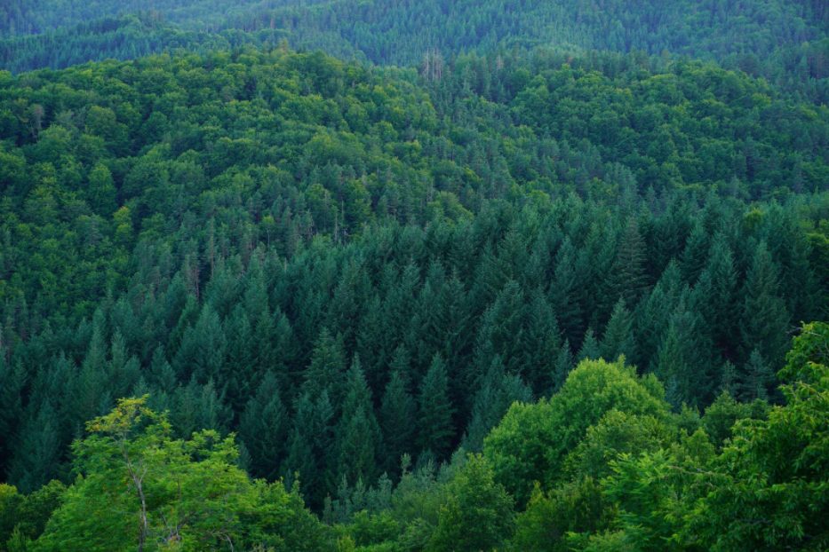 Historical Landscapе Park - Gradishte