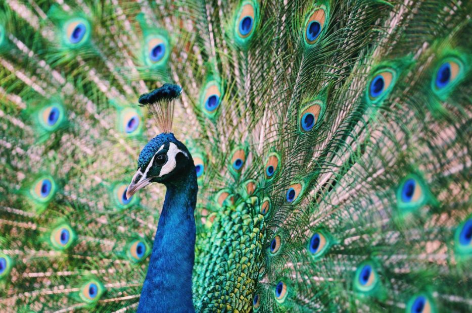 Зоокът - Хаджидимово