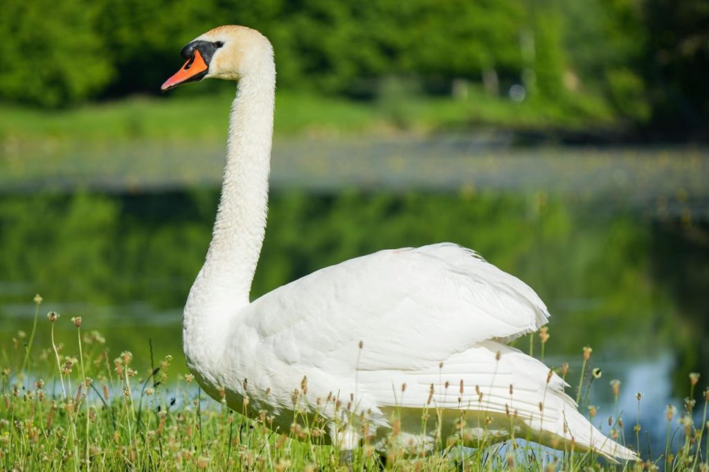 Лебед край езерото в парк Бачиново