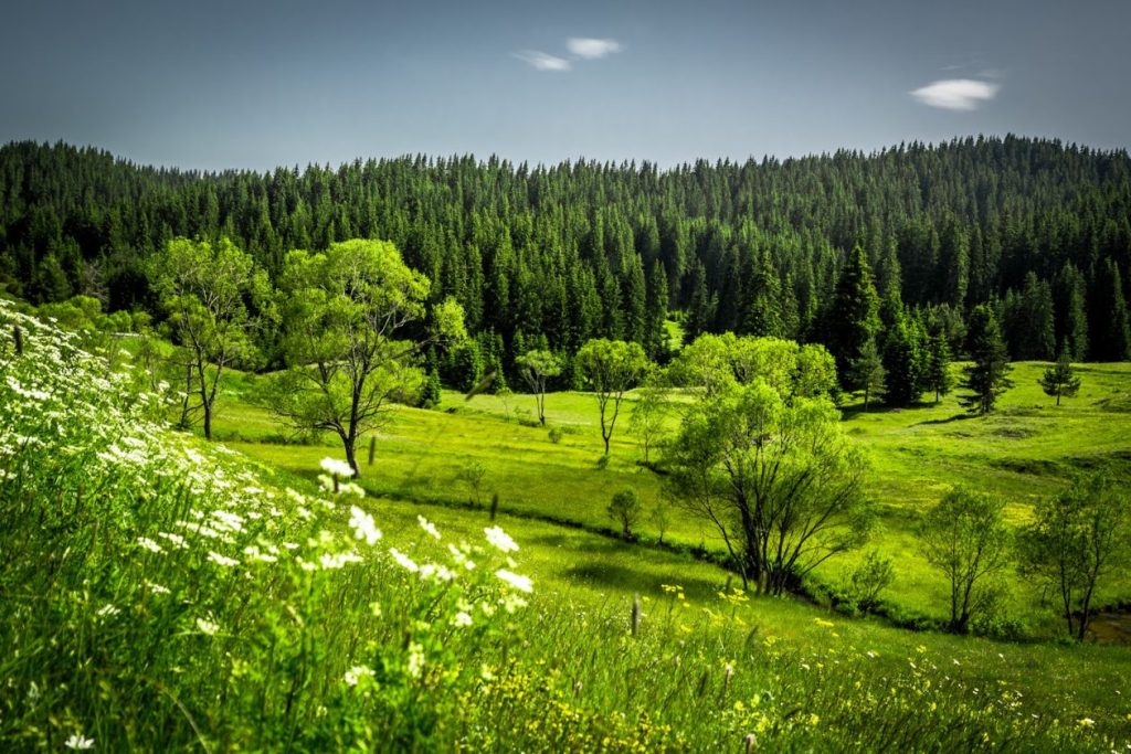 Изглед към Родопите