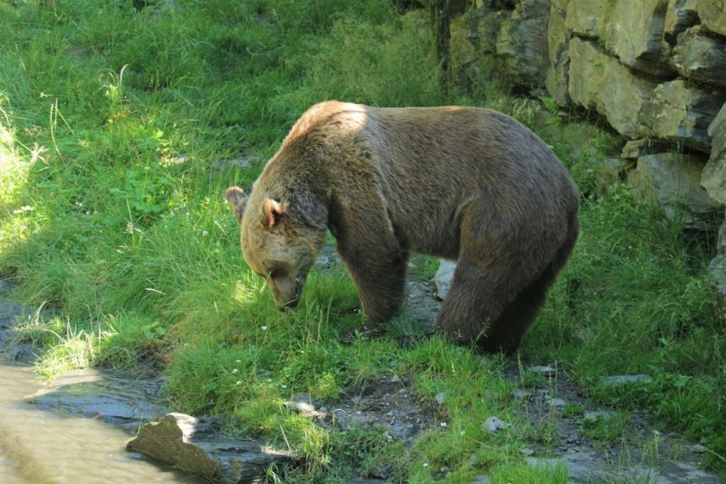 кафява мечка