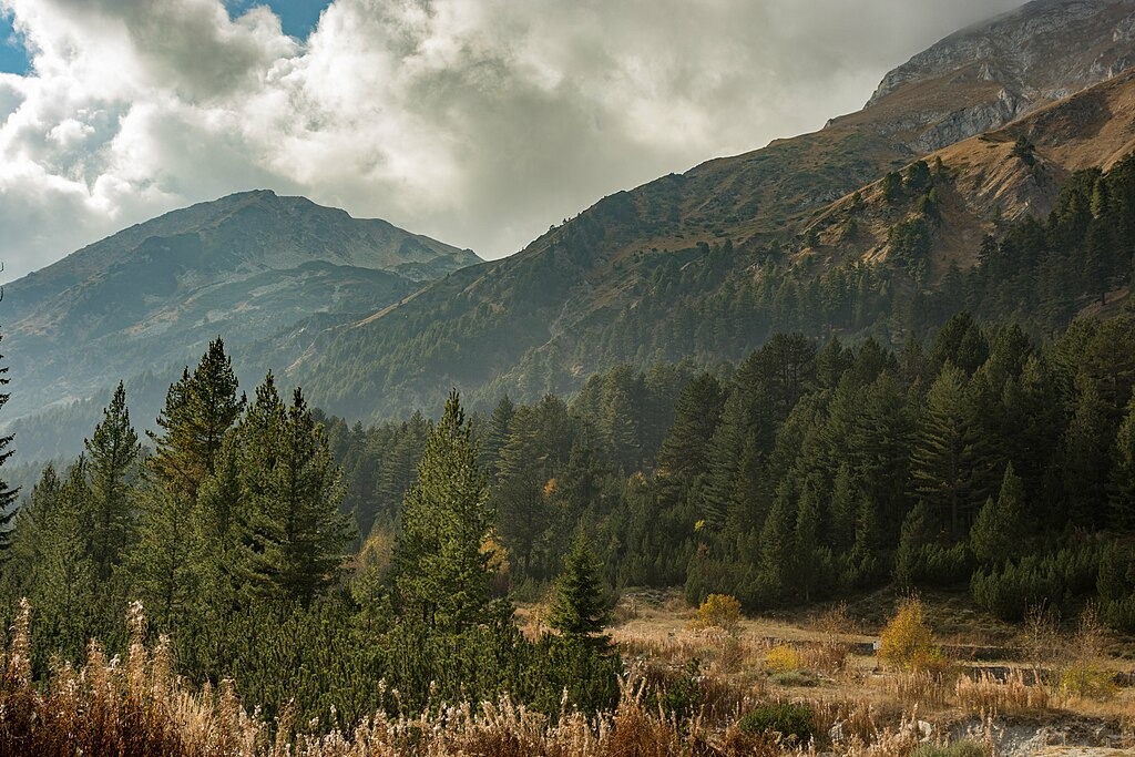 Гледка към планина и борова гора